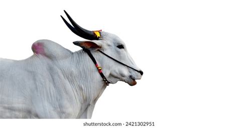 bullock photo|5,014 White Bullock Images, Stock Photos, 3D .